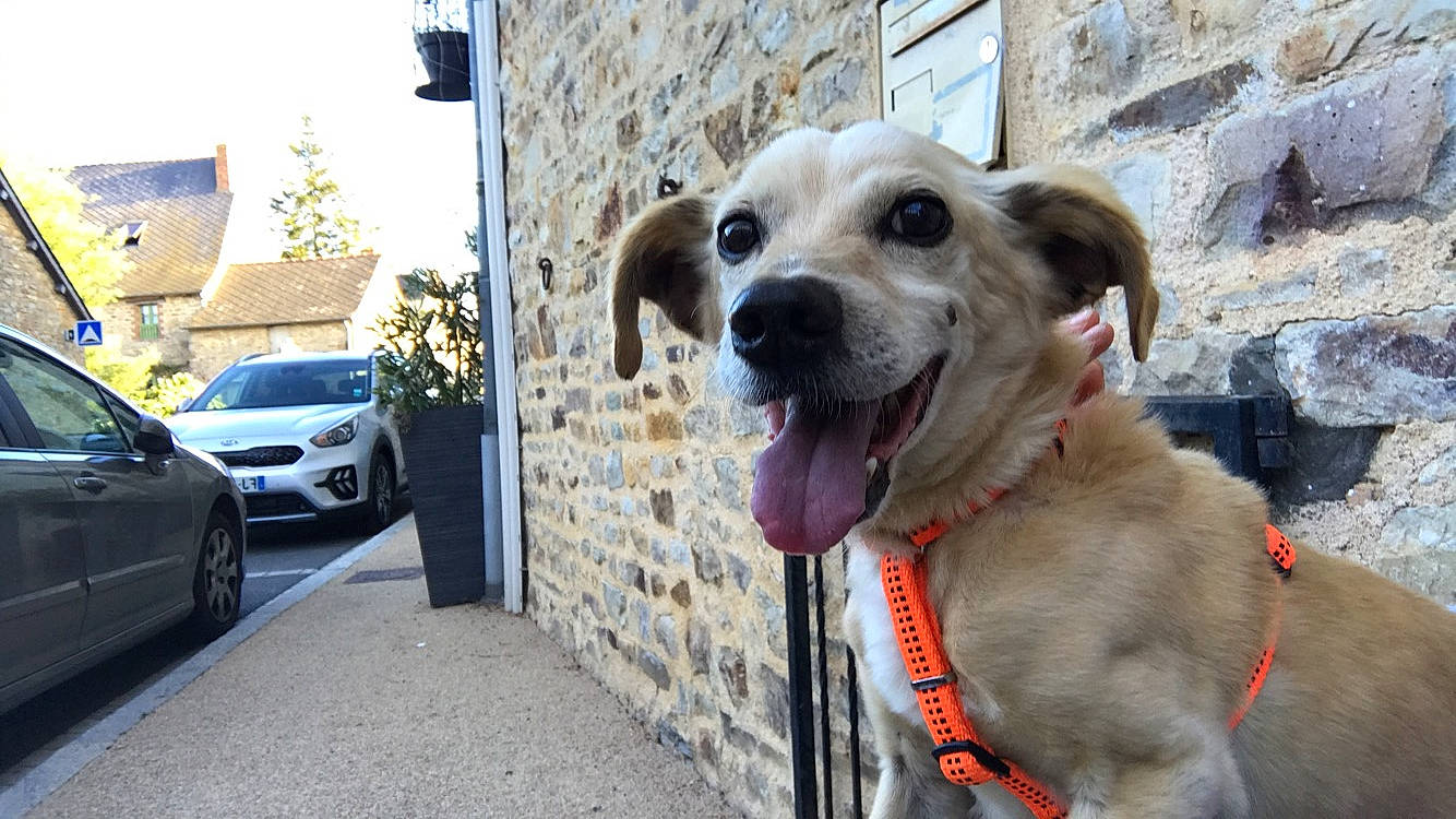 Cookie participe au concours pour gagner de l'argent avec cette photo : anatolian_shepherd_dog, canidae, carnivore, companion_dog, dog, dog_breed, fawn, golden_retriever, labrador_retriever, mammal, retriever, snout, sporting_group, street_dog, vertebrate