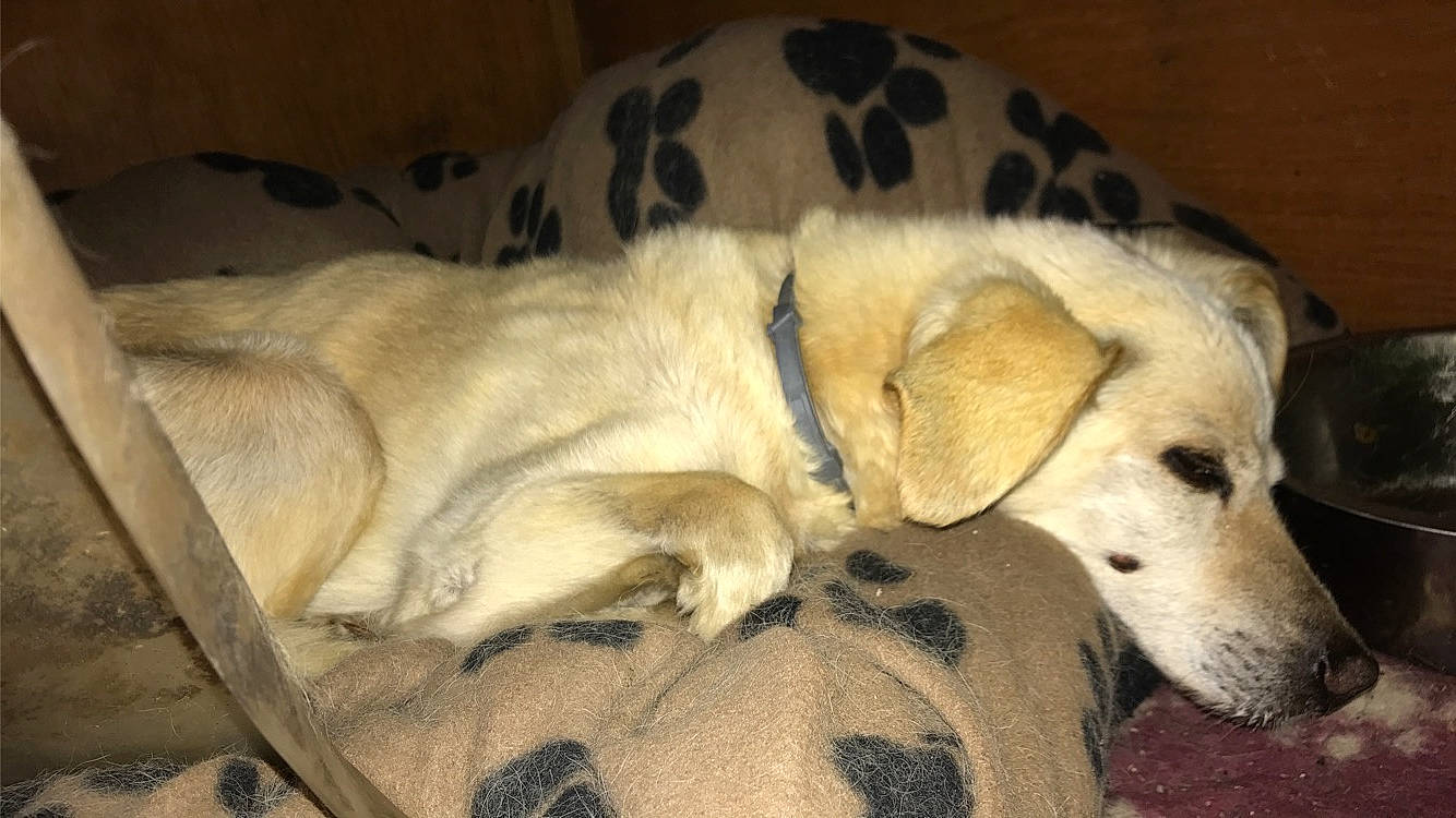 Cookie participe au concours pour gagner de l'argent avec cette photo : canidae, carnivore, companion_dog, dog, dog_breed, fawn, labrador_retriever, mammal, nap, retriever, sporting_group, vertebrate