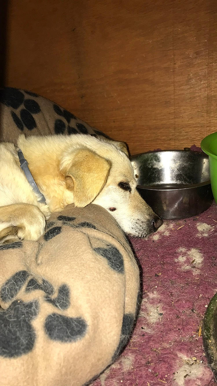 Cookie a rejoint le concours — aidez-le/la à gagner de superbes lots ! canidae, carnivore, dog, dog_breed, mammal, puppy