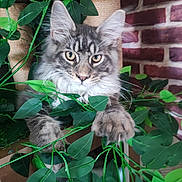 Balzac a rejoint le concours — aidez-le/la à gagner de superbes lots ! cat, tabby_cat, gray_cat, indoor, green_leaves, plant, scratching_post, brick_wall, curious, fluffy_fur, pet, animal, feline, whiskers, paws, closeup, portrait, nature_indoor, eyes, houseplant