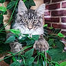 cat, tabby_cat, gray_cat, indoor, green_leaves, plant, scratching_post, brick_wall, curious, fluffy_fur, pet, animal, feline, whiskers, paws, closeup, portrait, nature_indoor, eyes, houseplant