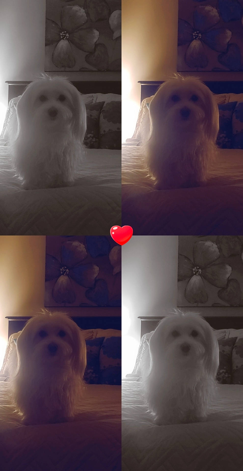 Brittany Ann Deloach joined the competition — help win amazing prizes! art, black, blue, carnivore, companion_dog, dog, dog_breed, ear, fur, human, light, lighting, mammal, photograph, room, snapshot, snout, toy_dog, vertebrate, white