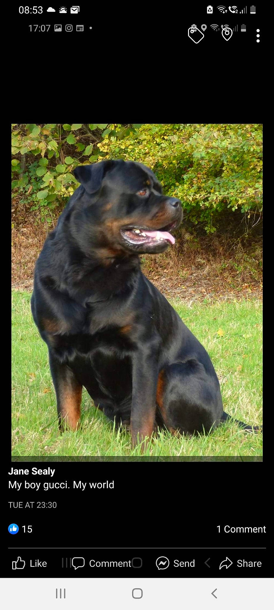 Gucci joined the competition — help win amazing prizes! canidae, carnivore, companion_dog, dog, dog_breed, grass, guard_dog, hunting_dog, plant, rottweiler, sporting_group, terrestrial_animal, working_animal, working_dog