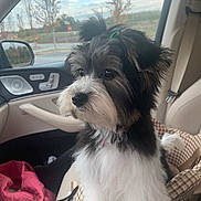 Bella joined the competition — help win amazing prizes! animal, black_and_white, car_door, car_interior, car_seat, cute, dog, fluffy, green_hair_clip, indoors, leather_seat, pet, puppy, seat, seatbelt, side_mirror, sky, trees, window, young_dog