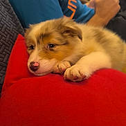 Ayko a rejoint le concours — aidez-le/la à gagner de superbes lots ! puppy, dog, resting, red_cushion, pink_nose, fluffy, cute, indoor, person, blue_shirt, thumbs_up, phone, relaxed, cozy, close_up, pet, animal, furry, portrait, sleepy