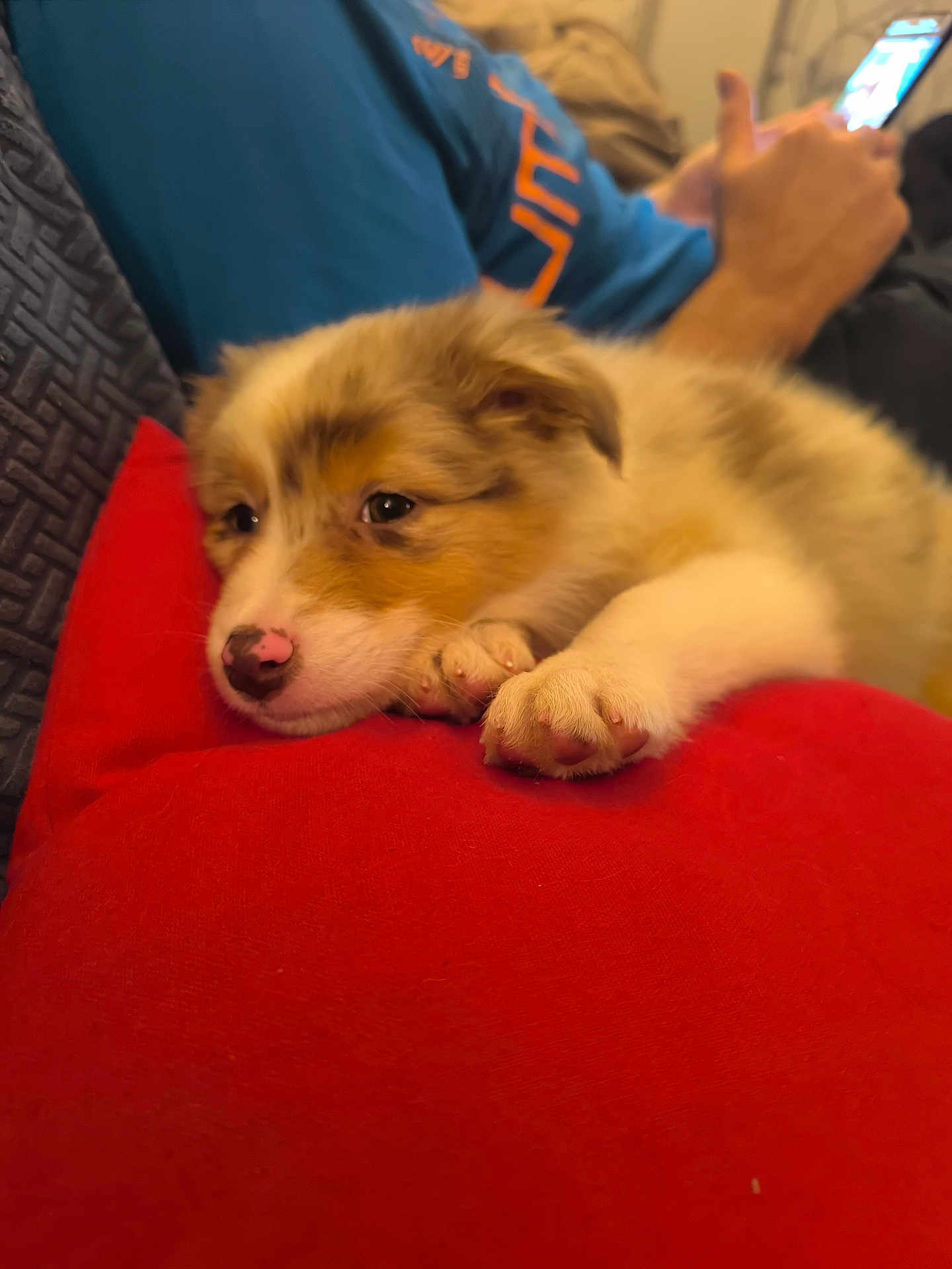Ayko a rejoint le concours — aidez-le/la à gagner de superbes lots ! puppy, dog, resting, red_cushion, pink_nose, fluffy, cute, indoor, person, blue_shirt, thumbs_up, phone, relaxed, cozy, close_up, pet, animal, furry, portrait, sleepy