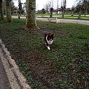 Sultan participe au concours pour gagner de l'argent avec cette photo : animal, bench, brown_dog, canine, cloudy_sky, daytime, dog, grass, ground, leafless_trees, nature, open_space, outdoor, park, pathway, pet, sidewalk, tree, walking, white_paws