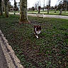 animal, bench, brown_dog, canine, cloudy_sky, daytime, dog, grass, ground, leafless_trees, nature, open_space, outdoor, park, pathway, pet, sidewalk, tree, walking, white_paws