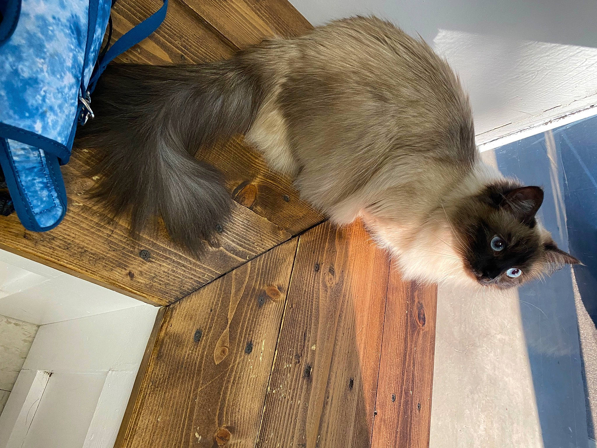 Sugar Bear is registered to the contest to win money with this photo: balinese, carnivore, cat, claw, domestic_short_haired_cat, fawn, felidae, floor, flooring, foot, fur, hardwood, siamese, small_to_medium_sized_cats, snout, tail, thai, whiskers, wood, wood_stain