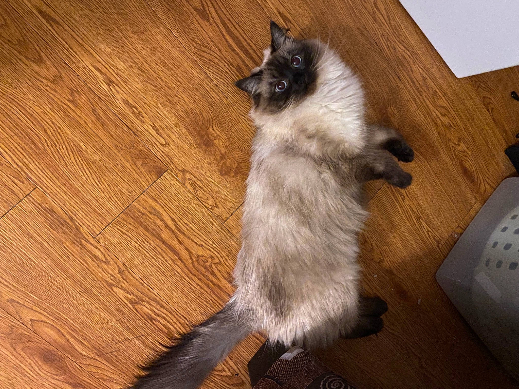 Sugar Bear is registered to the contest to win money with this photo: carnivore, cat, companion_dog, dog_breed, domestic_short_haired_cat, felidae, floor, flooring, fur, grey, hardwood, laminate_flooring, remote_control, small_to_medium_sized_cats, snout, tail, whiskers, wood, wood_flooring, wood_stain