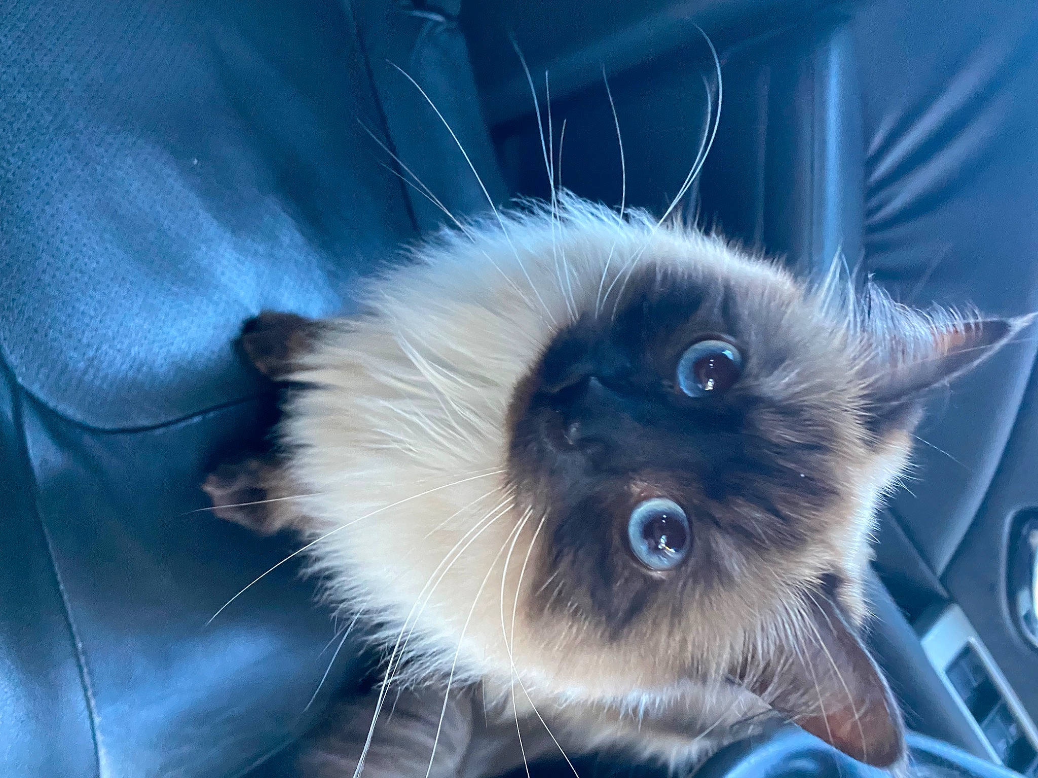 Sugar Bear is registered to the contest to win money with this photo: balinese, birman, british_longhair, carnivore, cat, electric_blue, fawn, felidae, fur, paw, ragdoll, siamese, small_to_medium_sized_cats, snout, tail, thai, whiskers