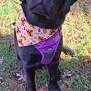 Dream is registered to the contest to win money with this photo: animal, autumn_leaves, bandana, black_labrador, canine, closeup, cute, dog, fall, fall_foliage, friendly, grass, looking_up, nature, outdoor, pet, playful, portrait, purple_harness, sitting