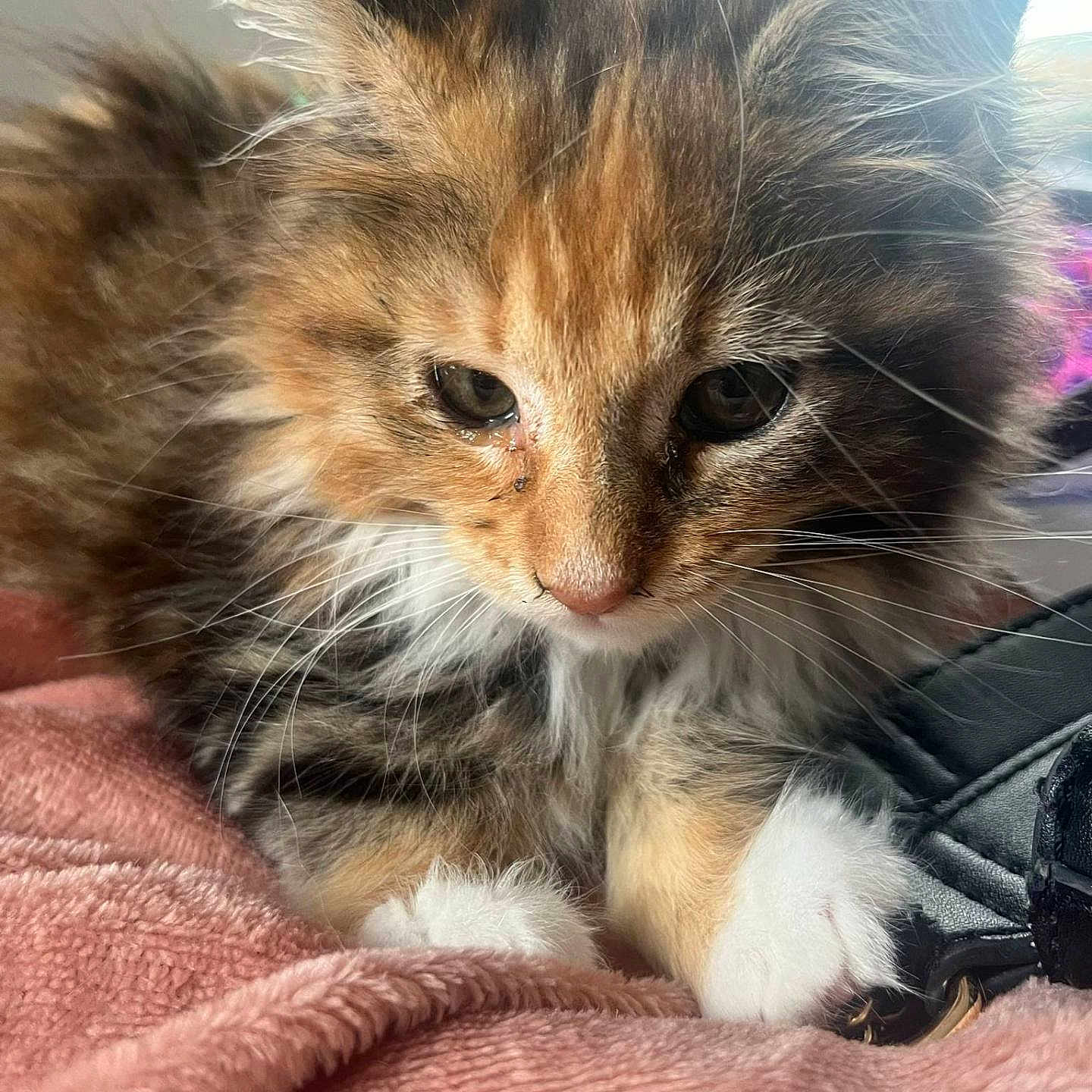 Athéna participe au concours pour gagner de l'argent avec cette photo : abyssinian, angora, animal, blanket, cat, kitten, manx, pet