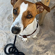Saika participe au concours pour gagner de l'argent avec cette photo : animal, brown, canine, closeup, collar, cute, dog, domestic_animal, ears, eyes, fur, leash, looking_up, outdoor, pet, sand, sitting, snout, white, wooden_chair