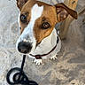 dog, pet, leash, brown, white, sand, wooden_chair, outdoor, animal, cute, looking_up, ears, snout, collar, sitting, canine, domestic_animal, fur, eyes, closeup
