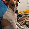Saika participe au concours pour gagner de l'argent avec cette photo : dog, brown_and_white, sitting, tongue_out, couch, blanket, indoor, pet, canine, fur, ears, nose, paw, relaxed, home, furniture, cozy, looking, small_dog, companion