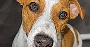 Saika participe au concours pour gagner de l'argent avec cette photo : alert, animal, blanket, brown, canine, closeup, companion, curious, dog, ears, ears_up, face, floor, furniture, indoor, looking_up, pet, sitting, snout, white