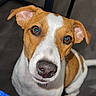 Saika participe au concours pour gagner de l'argent avec cette photo : dog, pet, brown, white, ears, floor, blanket, looking_up, indoor, furniture, curious, animal, canine, face, sitting, ears_up, closeup, snout, alert, companion
