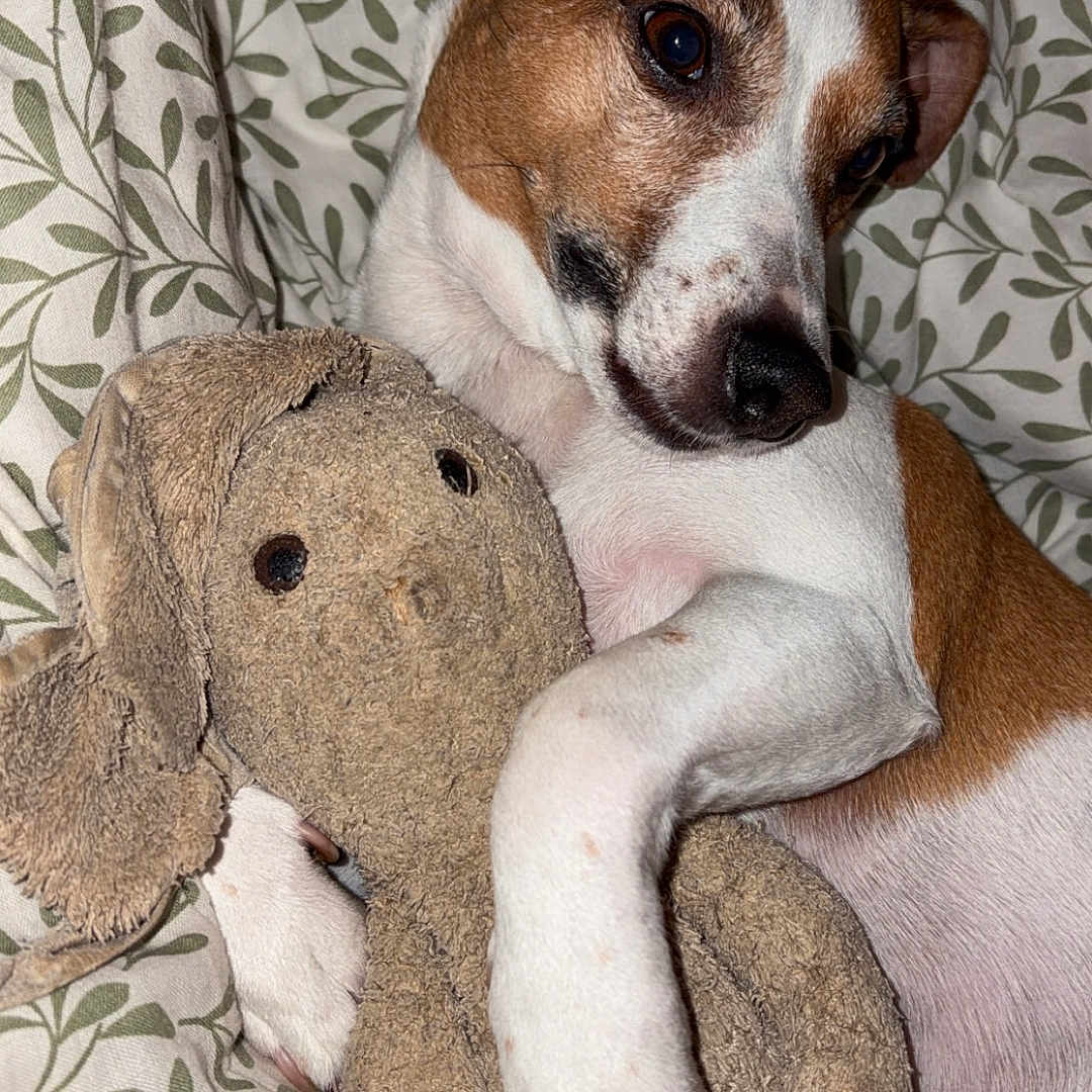 Saika participe au concours pour gagner de l'argent avec cette photo : dog, stuffed_toy, bed, blanket, cuddle, pet, brown_and_white, sleepy, cute, indoor, soft, resting, toy, fabric, paw, ears, animal, comfort, nap, relaxation