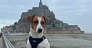Saika participe au concours pour gagner de l'argent avec cette photo : dog, pet, jack_russell_terrier, harness, person, hand, wooden_rail, boardwalk, castle, historic_building, hill, cloudy_sky, outdoor, landscape, travel, architecture, stone_structure, walking_path, nature, scenic