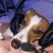 Saika a rejoint le concours — aidez-le/la à gagner de superbes lots ! dog, headset, microphone, blanket, brown_and_white, pet, indoor, relaxed, soft_texture, cozy, gaming, technology, animal, portrait, cute, ears, closeup, resting, couch, furniture