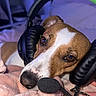 dog, headset, microphone, blanket, brown_and_white, pet, indoor, relaxed, soft_texture, cozy, gaming, technology, animal, portrait, cute, ears, closeup, resting, couch, furniture