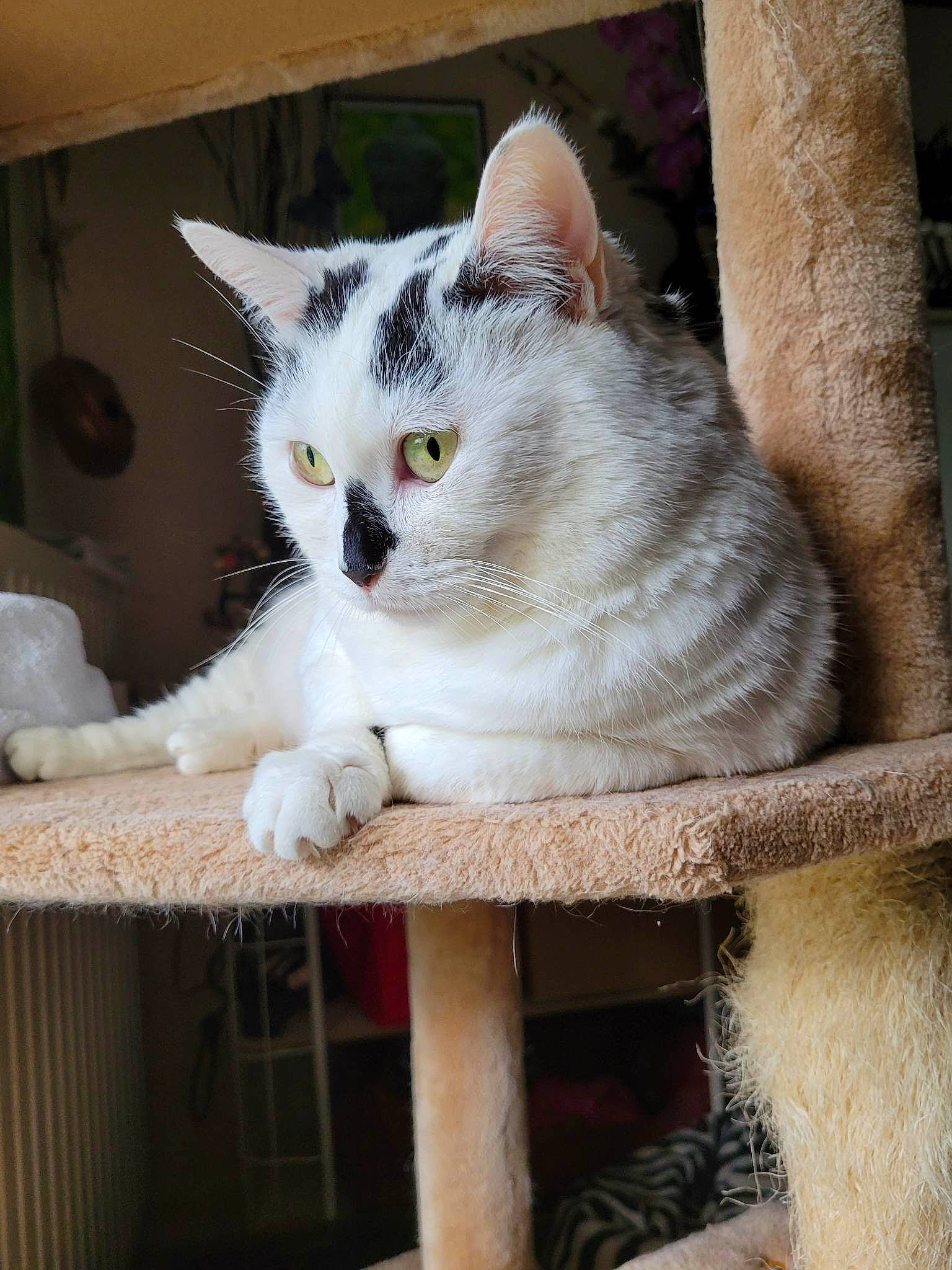 Hadès participe au concours pour gagner de l'argent avec cette photo : art, box, carnivore, cat, cat_furniture, cat_supply, domestic_short_haired_cat, door, fawn, felidae, fur, paw, sitting, small_to_medium_sized_cats, snout, tail, whiskers, window, wood