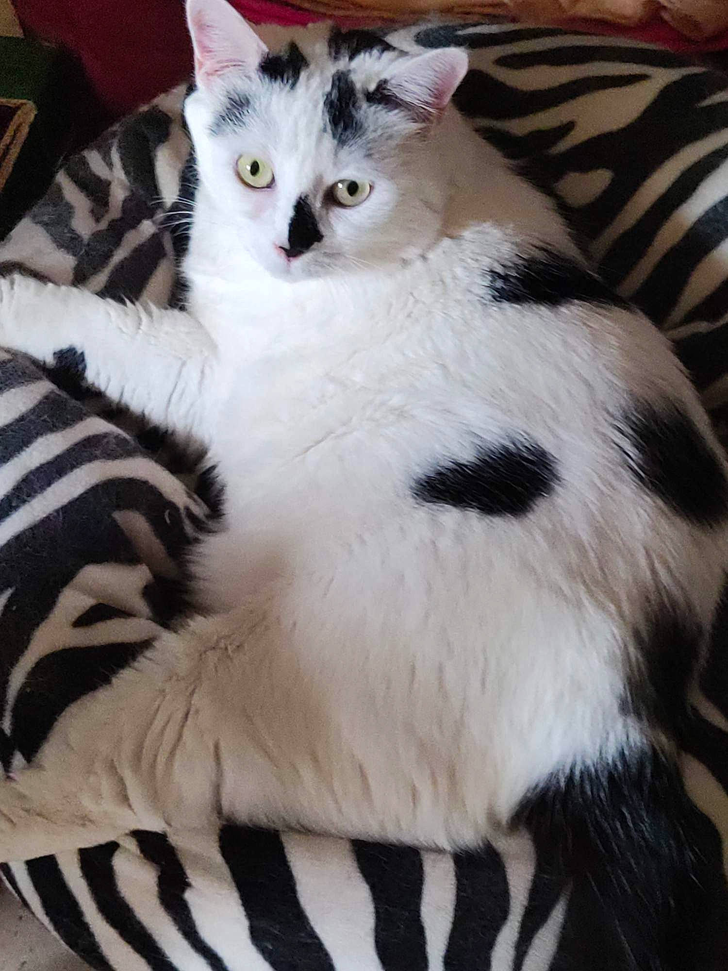 Hadès participe au concours pour gagner de l'argent avec cette photo : carnivore, cat, cat_furniture, cat_supply, claw, comfort, domestic_short_haired_cat, felidae, fur, paw, small_to_medium_sized_cats, snout, tail, terrestrial_animal, whiskers, white