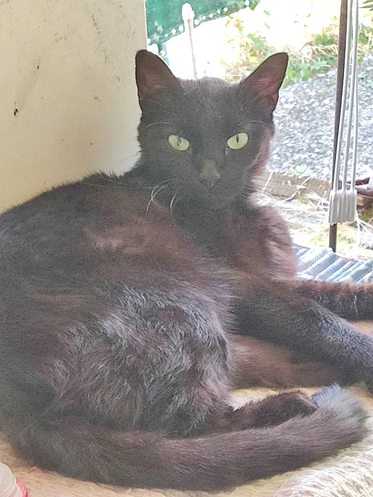 Hadès participe au concours pour gagner de l'argent avec cette photo : black_cat, carnivore, cat, claw, comfort, domestic_short_haired_cat, felidae, fur, grey, havana_brown, paw, sitting, small_to_medium_sized_cats, snout, tail, terrestrial_animal, whiskers, window