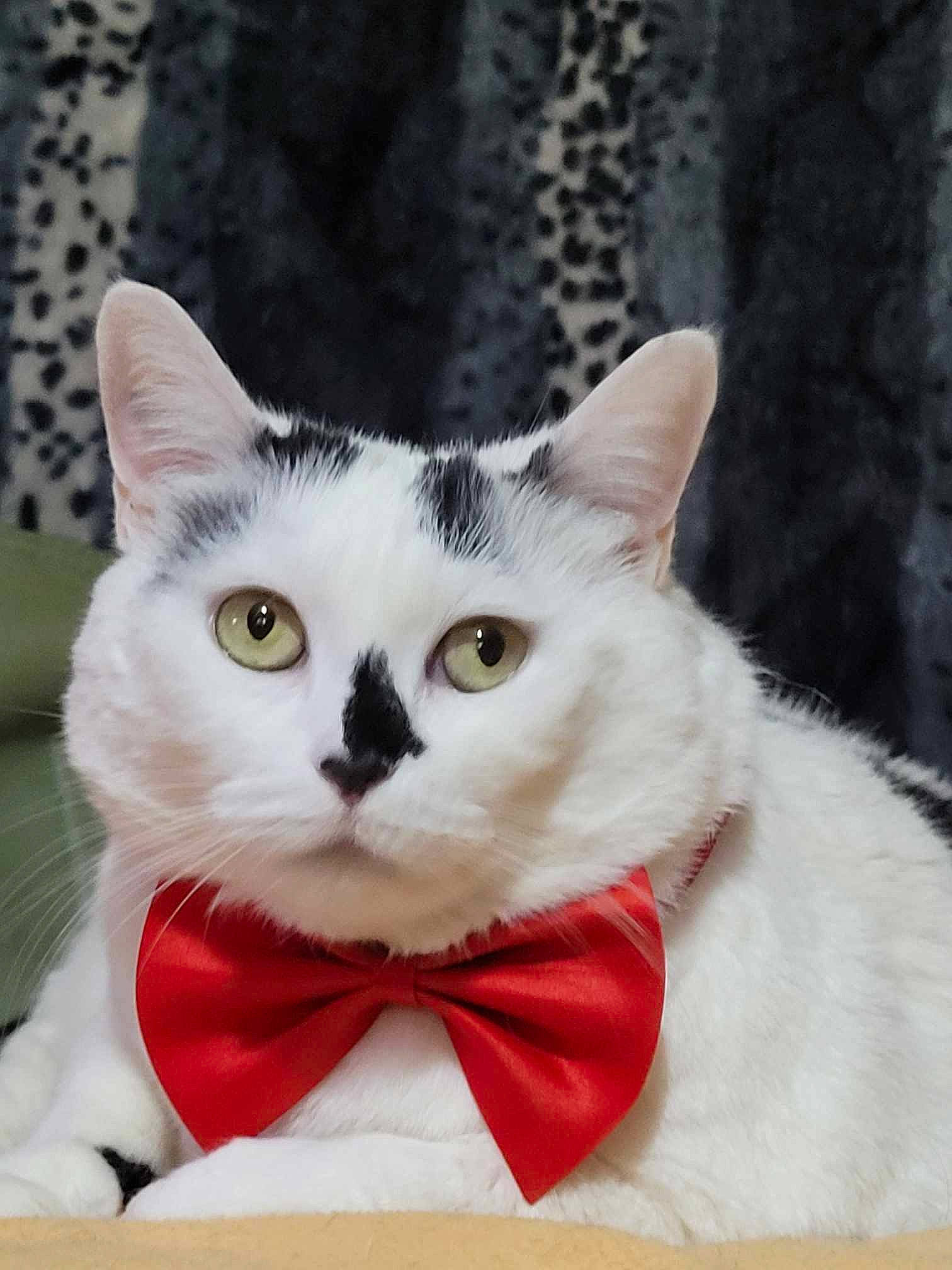 Cocotte participe au concours pour gagner de l'argent avec cette photo : carnivore, cat, comfort, domestic_short_haired_cat, felidae, fur, pattern, paw, small_to_medium_sized_cats, snout, tail, whiskers