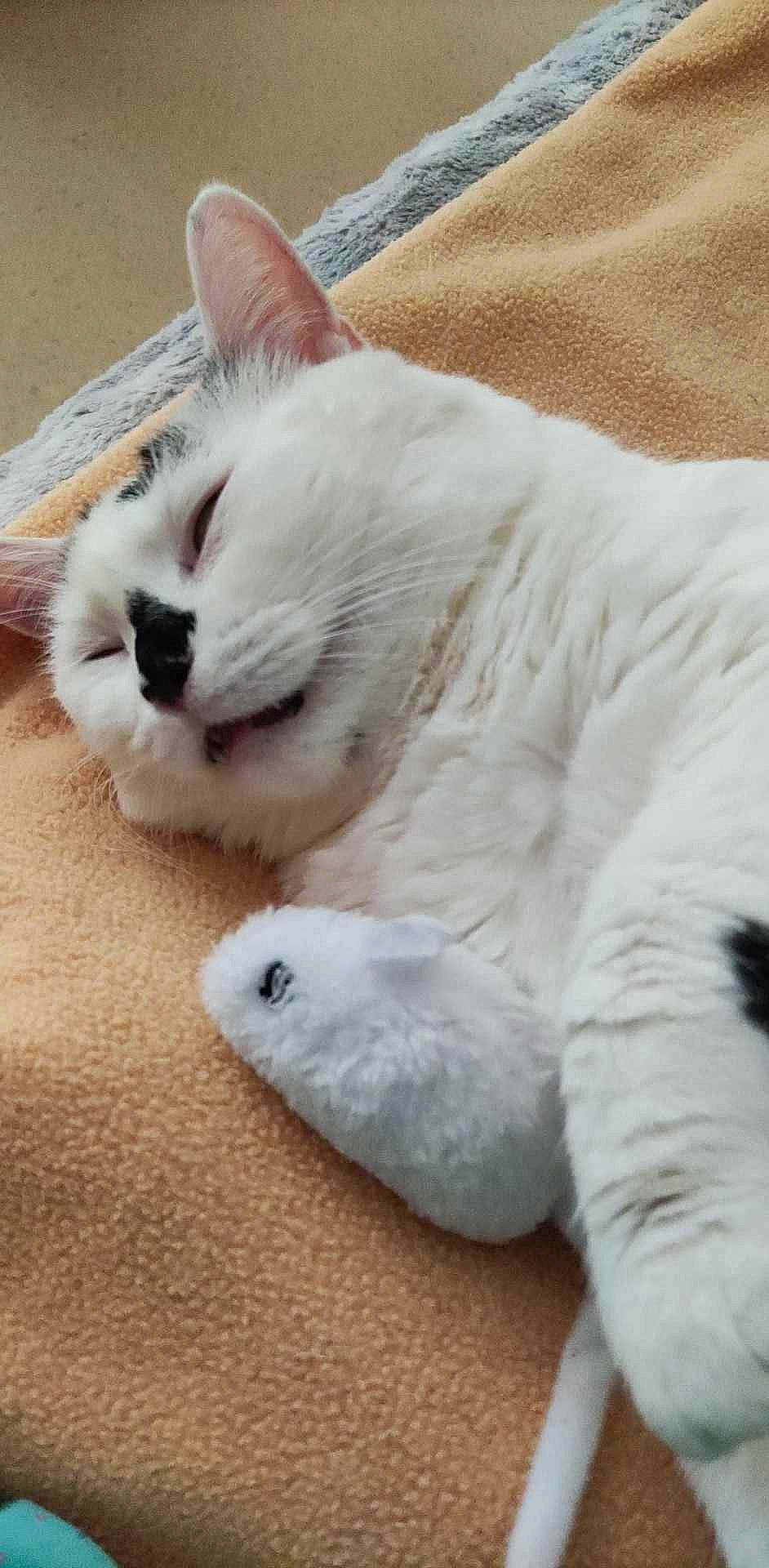 Cocotte participe au concours pour gagner de l'argent avec cette photo : carnivore, cat, claw, comfort, domestic_short_haired_cat, fawn, felidae, flooring, foot, fur, nap, paw, sleep, small_to_medium_sized_cats, snout, tail, terrestrial_animal, whiskers