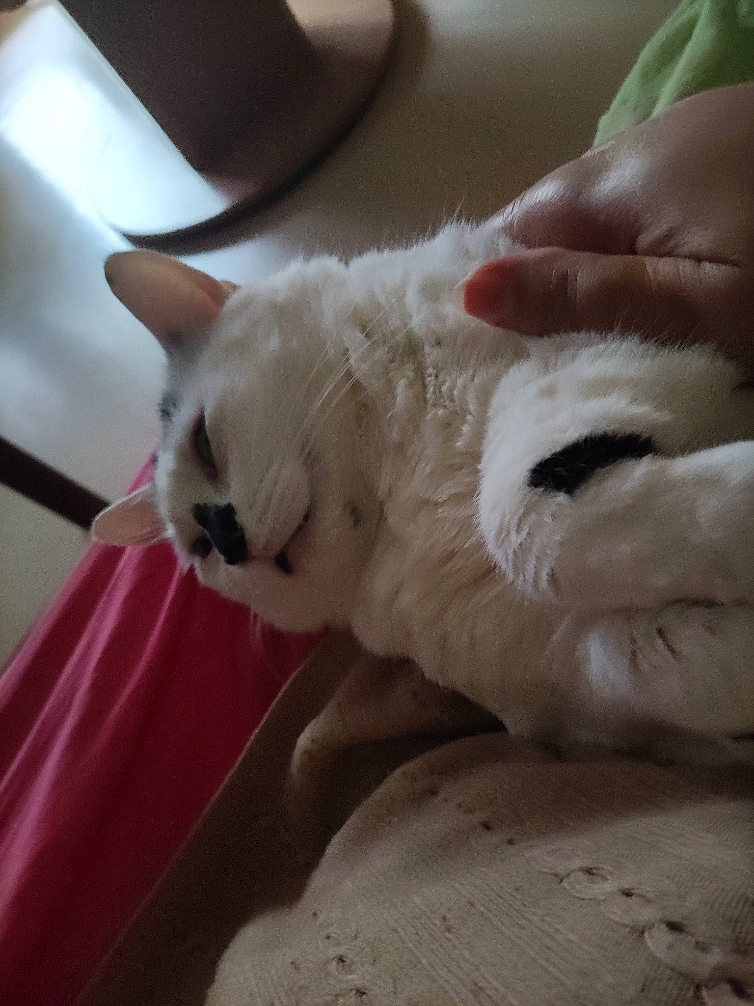 Cocotte participe au concours pour gagner de l'argent avec cette photo : carnivore, cat, claw, comfort, domestic_short_haired_cat, eye, fawn, felidae, foot, fur, human_leg, nail, nap, paw, sleep, small_to_medium_sized_cats, snout, tail, whiskers