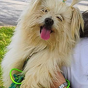 Hickory joined the competition — help win amazing prizes! animal, car, cute, dog, fluffy, grass, hand, happy, leash, outdoor, person, pet, pigtails, playful, road, smiling, summer, tongue_out, watch, white_shirt