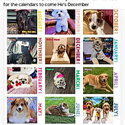 Dillon J Mason joined the competition — help win amazing prizes! dog, calendar, puppy, facebook_post, text_overlay, grid_layout, dog_photos, month_labels, social_media, screen_capture, dog_portrait, celebration, happy, pet, animal, cute, photo_collage, colorful_text, dog_breed, indoor