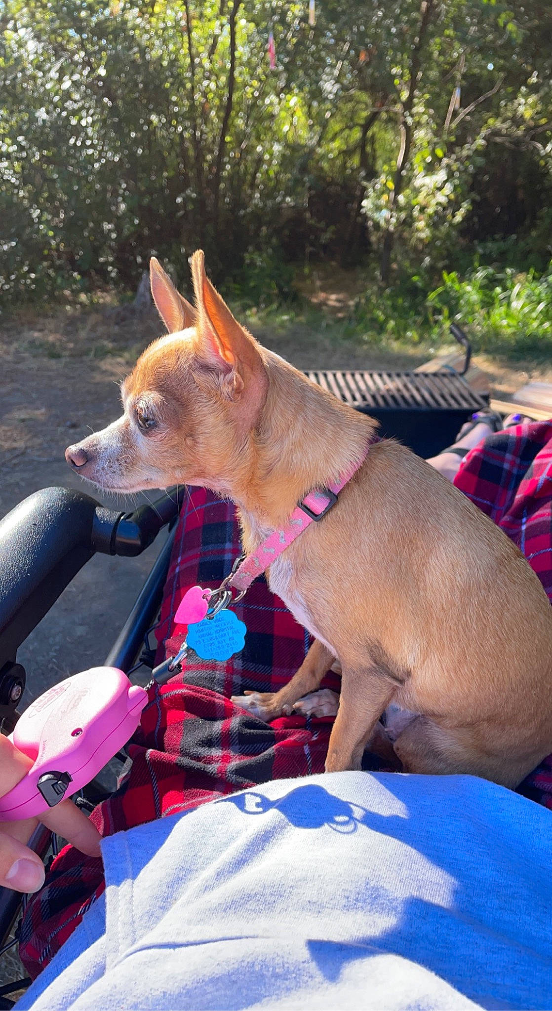 Sarah is registered to the contest to win money with this photo: canidae, carnivore, collar, companion_dog, dog, dog_breed, dog_collar, dog_supply, fashion_accessory, fawn, grass, non_sporting_group, pet_supply, plant, snout, sporting_group, tail, tree, working_dog