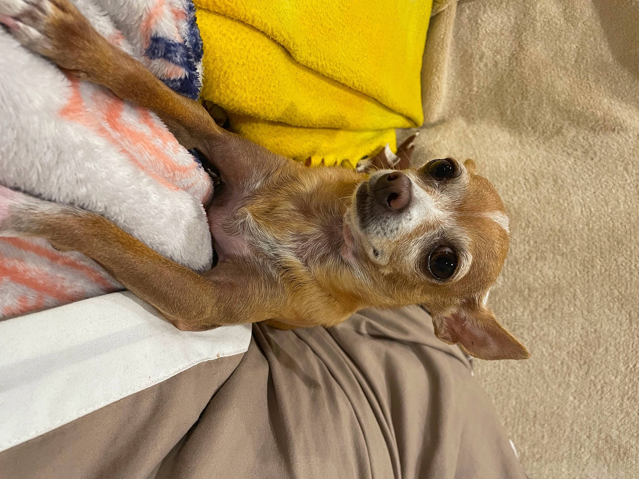 Sarah is registered to the contest to win money with this photo: bed, canidae, carnivore, comfort, companion_dog, corgi_chihuahua, couch, dog, dog_breed, fawn, fur, human_leg, linens, paw, snout, sporting_group, sunglasses, terrestrial_animal, toy_dog, whiskers
