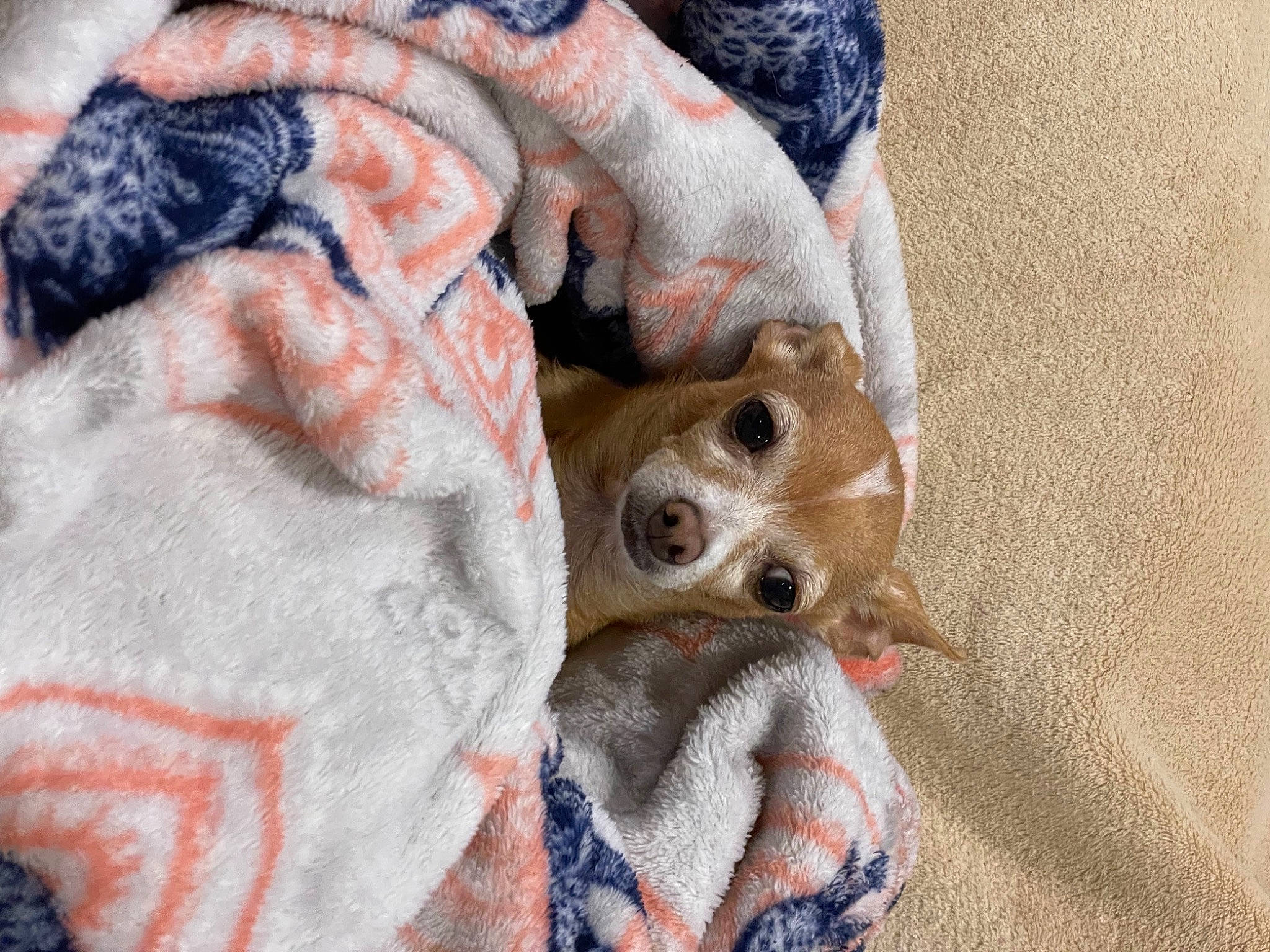 Sarah is registered to the contest to win money with this photo: bed, bedding, carnivore, child, comfort, companion_dog, couch, dog, dog_breed, fawn, felidae, fur, linens, pattern, small_to_medium_sized_cats, sporting_group, toy_dog, whiskers, wood, wool