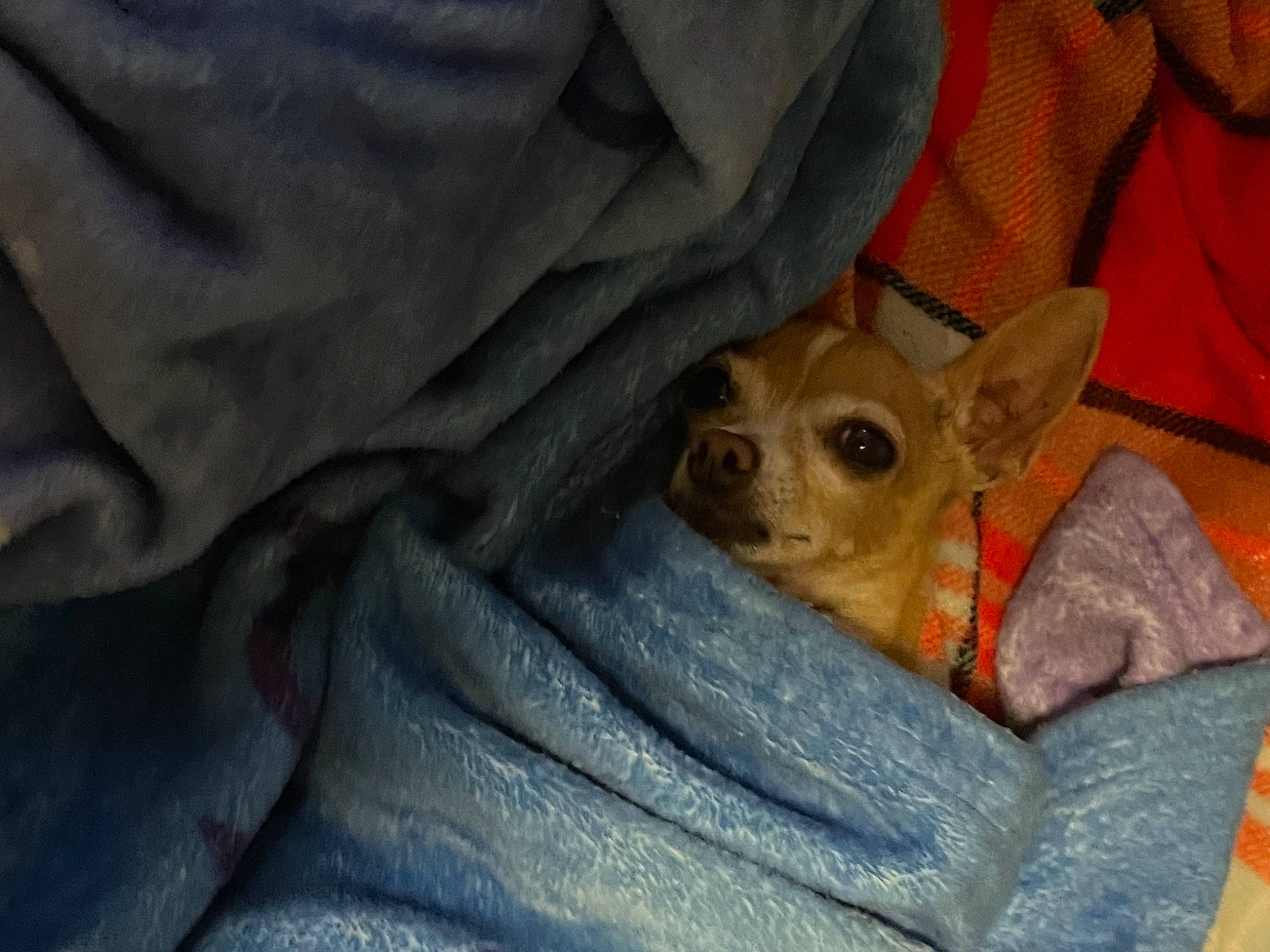 Sarah joined the competition — help win amazing prizes! bed, bedding, brown, canidae, carnivore, comfort, companion_dog, dog, dog_breed, fawn, felidae, fur, linens, small_to_medium_sized_cats, sporting_group, terrestrial_animal, toy_dog, whiskers, working_animal, wrinkle