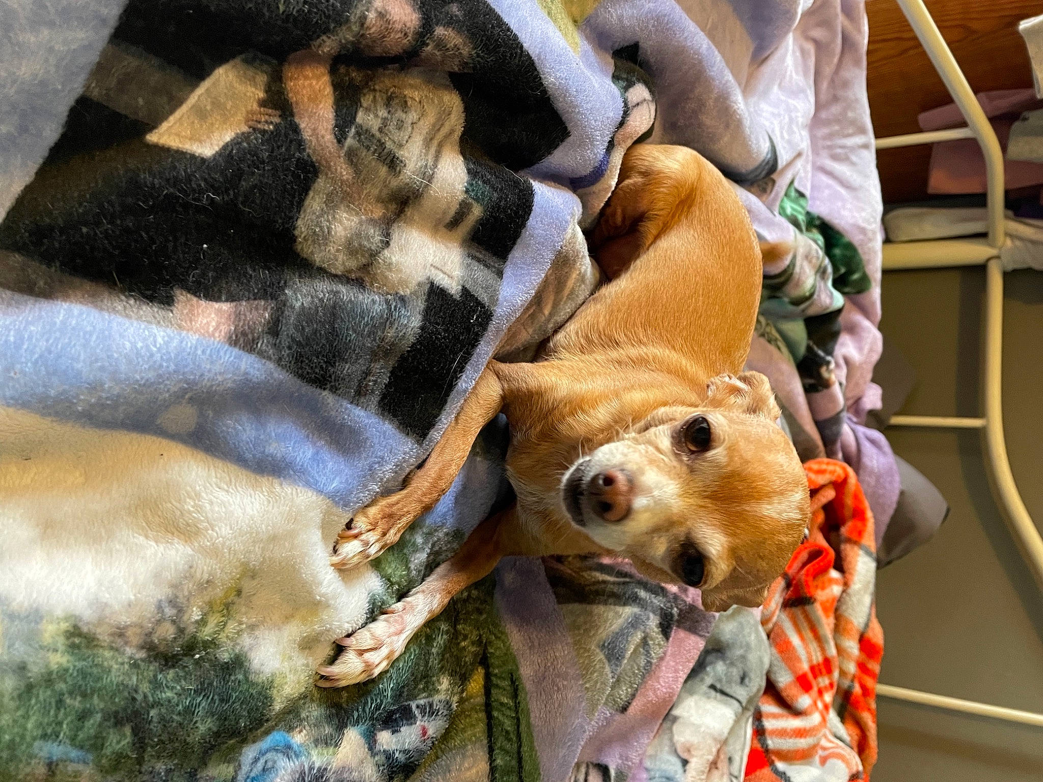 Sarah joined the competition — help win amazing prizes! carnivore, comfort, companion_dog, dog, dog_breed, dog_clothes, dog_supply, fawn, fur, guard_dog, mammal, snout, sporting_group, stuffed_toy, textile, toy, toy_dog, vertebrate, whiskers, working_animal