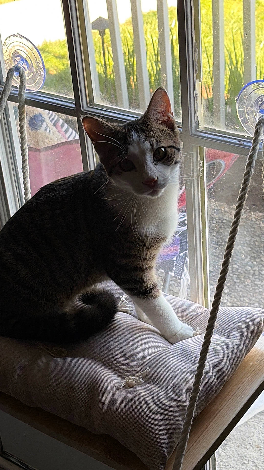 animal, cat, cozy, curious, cushion, daylight, feline, home, indoor, looking, nature_outside, pet, quiet, resting, rope, sunlight, swing, tabby, white_paws, window