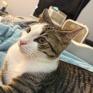 Timmy Two Shoes joined the competition — help win amazing prizes! alert, animal, background_blur, bedroom, blanket, cat, close_up, cozy, curious, domestic_animal, ears, feline, fur, indoor, pet, resting, soft_texture, tabby_cat, whiskers, white_cat