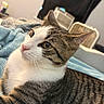 alert, animal, background_blur, bedroom, blanket, cat, close_up, cozy, curious, domestic_animal, ears, feline, fur, indoor, pet, resting, soft_texture, tabby_cat, whiskers, white_cat