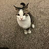 cat, pet, indoor, carpet, animal, feline, white, brown, curious, looking_up, sitting, toy, blurred_background, ears, whiskers, eyes, nose, tail, domestic, cute