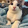 Timmy Two Shoes joined the competition — help win amazing prizes! cat, animal, pet, feline, tabby, white_paw, close_up, indoor, blanket, blue_blanket, cozy, cute, whiskers, ears, face, eyes, nose, fur, resting, curious