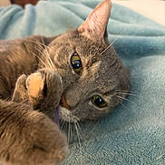 Sissy Cat joined the competition — help win amazing prizes! cat, gray_cat, close_up, pet, playing, paws, string, blanket, indoor, cozy, soft_texture, whiskers, curious, feline, animal, cute, relaxed, home, bedroom, resting