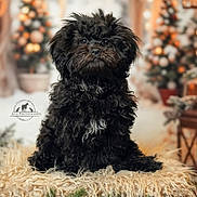 Gigi is registered to the contest to win money with this photo: dog, black_dog, fluffy, fur, pet, animal, christmas_tree, holiday_decorations, blurred_background, blanket, cozy, indoors, cute, portrait, sitting, fur_texture, festive, warm_lighting, decor, small_dog