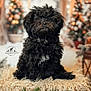 dog, black_dog, fluffy, fur, pet, animal, christmas_tree, holiday_decorations, blurred_background, blanket, cozy, indoors, cute, portrait, sitting, fur_texture, festive, warm_lighting, decor, small_dog
