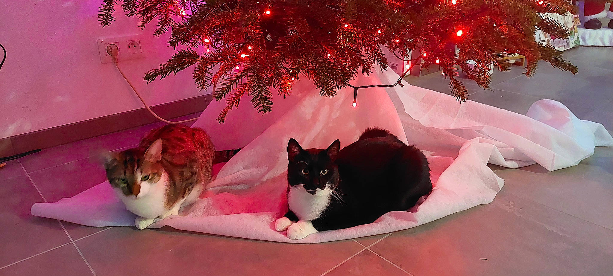 Tigrouille participe au concours pour gagner de l'argent avec cette photo : carnivore, cat, christmas, christmas_decoration, christmas_ornament, comfort, event, felidae, fur, holiday, light, magenta, ornament, pink, plant, small_to_medium_sized_cats, snapshot, tail, tree, whiskers
