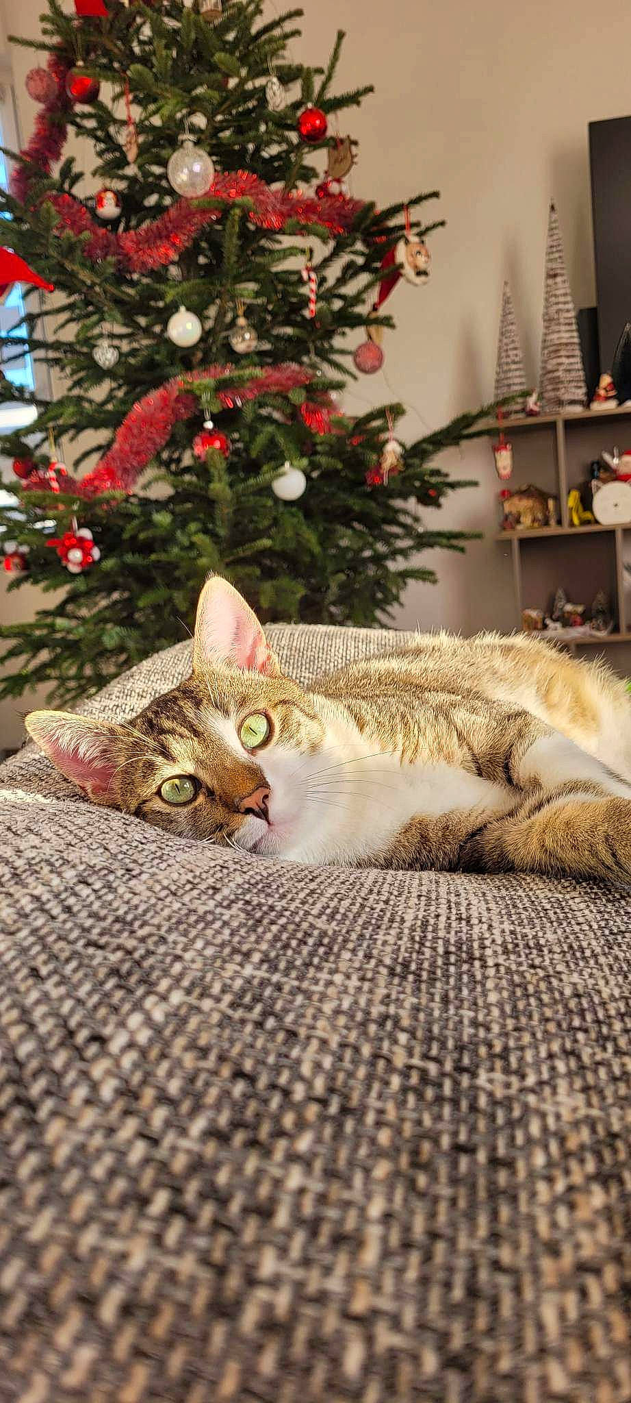 Tigrouille participe au concours pour gagner de l'argent avec cette photo : carnivore, cat, christmas, christmas_decoration, christmas_ornament, christmas_tree, comfort, conifer, domestic_short_haired_cat, event, fawn, felidae, grass, holiday, small_to_medium_sized_cats, snout, tail, tree, whiskers, wood