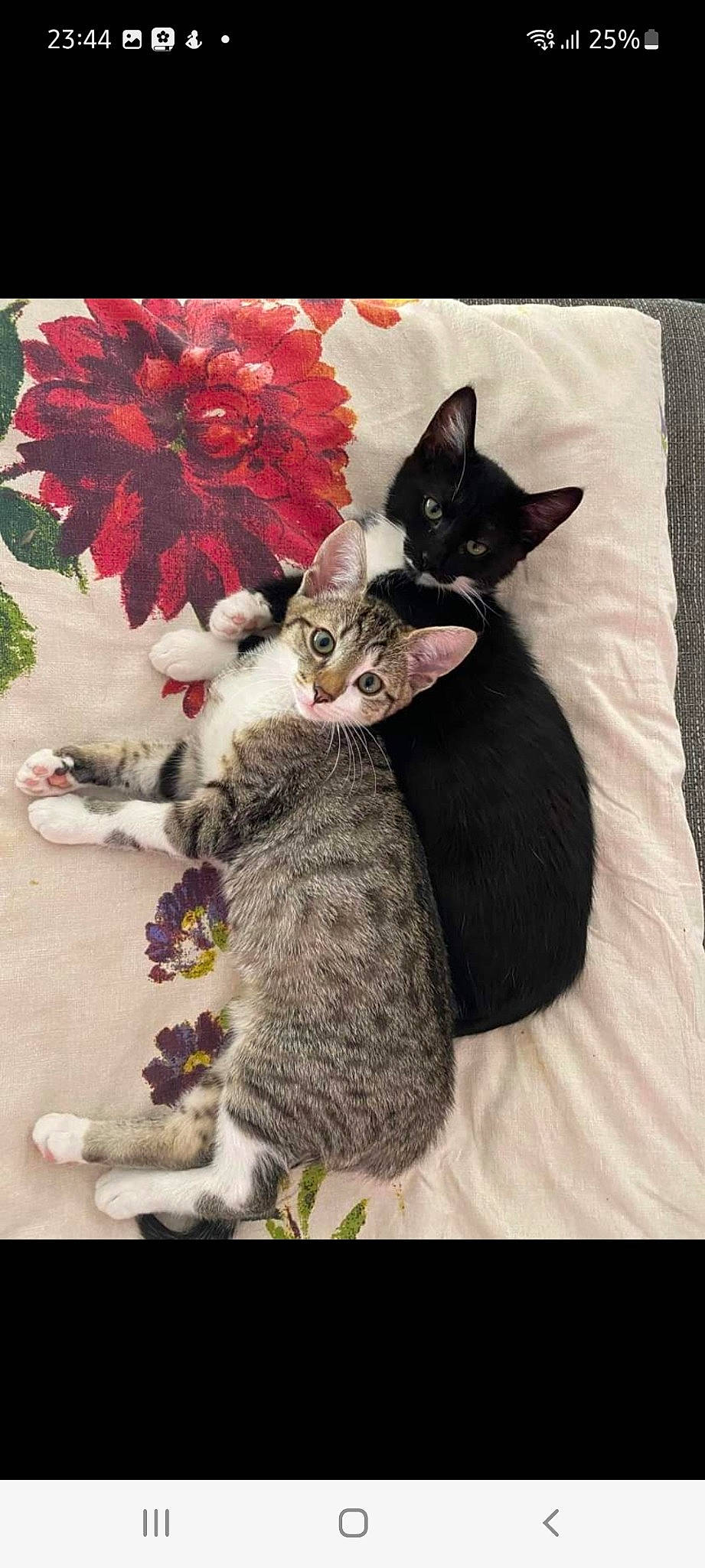 Tigrouille a rejoint le concours — aidez-le/la à gagner de superbes lots ! carmine, carnivore, cat, claw, comfort, domestic_short_haired_cat, fawn, felidae, flower, fur, grey, linens, magenta, paw, petal, plant, rose, small_to_medium_sized_cats, tail, whiskers